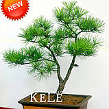 Японське декоративне гірчичне насіння сосни осака бонсай, фото 2
