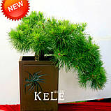 Японське декоративне гірчичне насіння сосни осака бонсай, фото 3