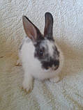 Кролик міні, Білий, фото 4