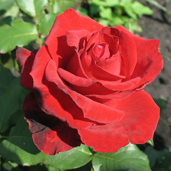 Саджанці чайно-гібридної троянди Лавлі Ред (Rose Lovely red)