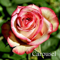 Саджанці чайно-гібридної троянди Карусель (Rose Carousel)