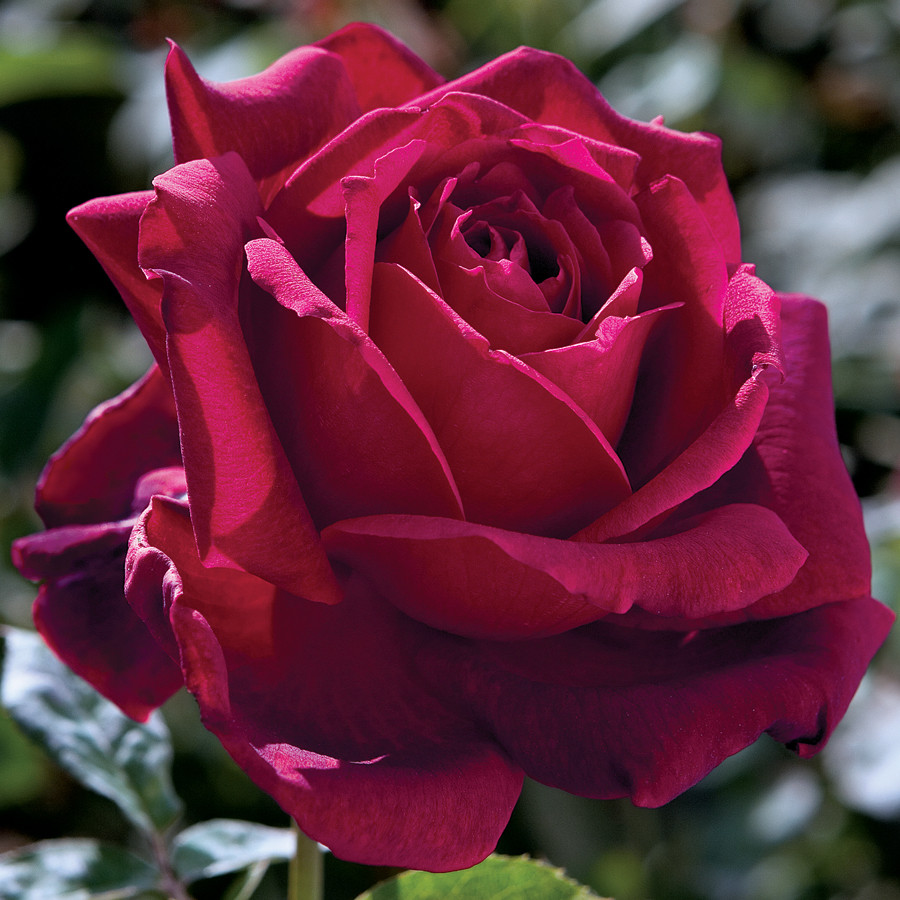 Саджанці чайно-гібридної троянди Оклахома (Rose Oklahoma)