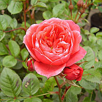 Саджанці бордюрної троянди Хеппі Таймс (Rose Happy Times)