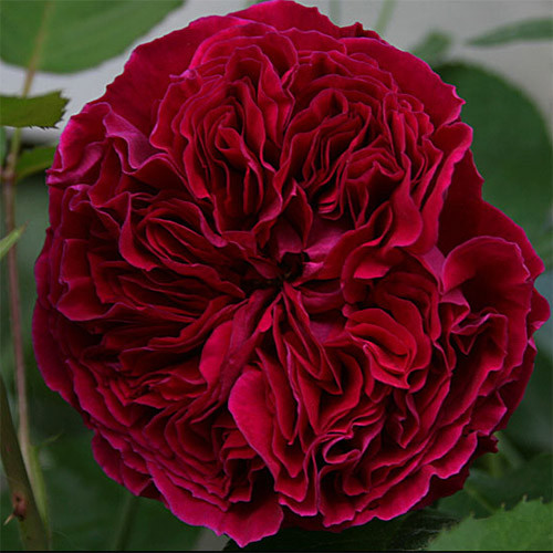 Саджанці англійської троянди Дарк Леді (Rose The Dark Lady)