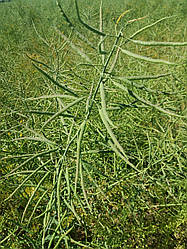 Гібрид ярого ріпаку Мажор РС стійкий до 4 л/га раундапу. Високоврожайні насіння ріпаку 33-37ц/га. Маса 1 тис. шт. / 4грамма.