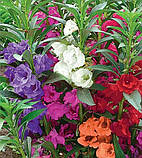 Бальзамін суміш Сім Гномів низька 0.5 г, фото 4