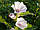 Корінь Алтея 100 грамів (Althaea officinalis), фото 3