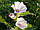 Корінь Алтея 100 грамів (Althaea officinalis), фото 4