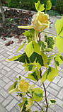 Тюльпанове дерево "Ауреомаргіната".
Liriodendron tulipifera "Aureomarginatum"., фото 6
