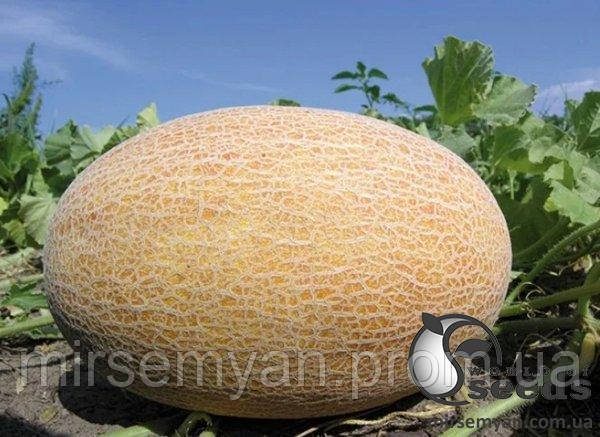 Диня Бізан 5 семена Л, фото 1