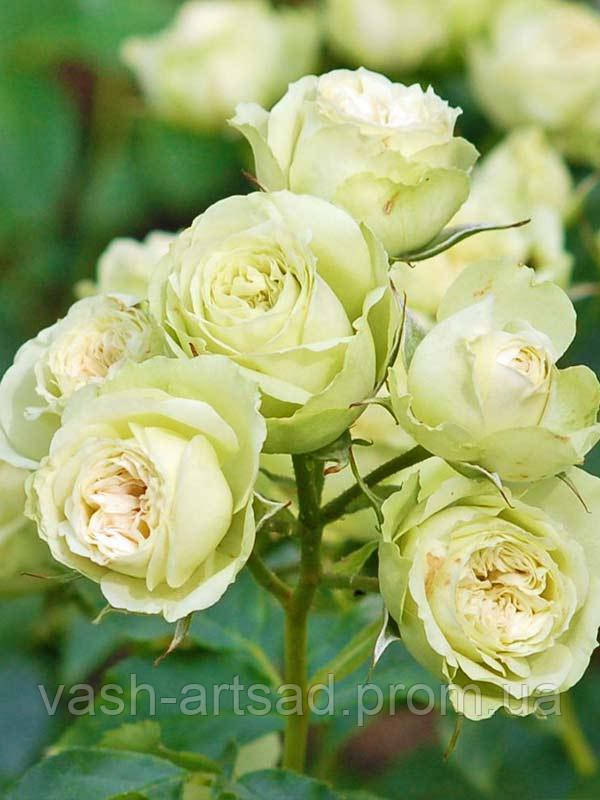 Лавлі Грін — (Lovely Green)