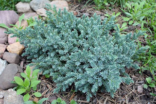 Ялівець Блю Стар / С2 / d 20-25 / Juniperus Blue Star, фото 5