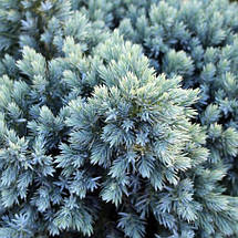Ялівець Блю Стар / С2 / d 20-25 / Juniperus Blue Star, фото 3