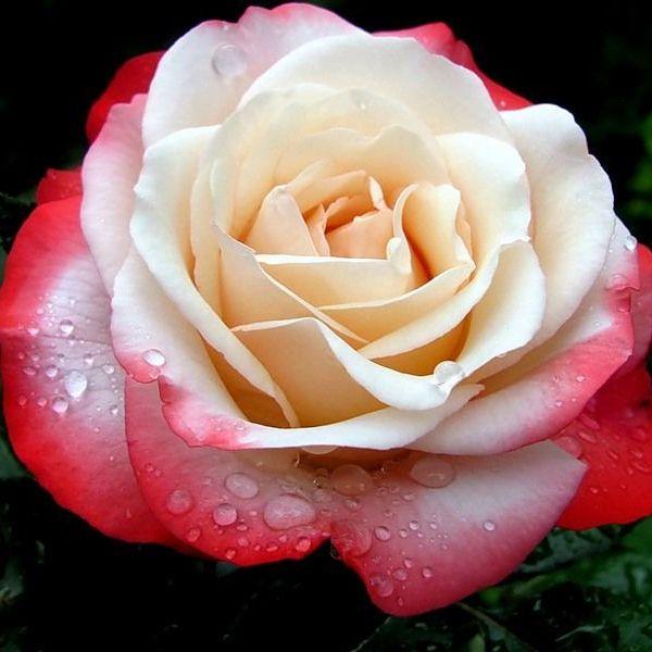 Саджанці чайно-гібридної троянди Ностальжі (Rose Nostalgie)