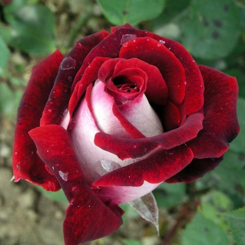 Саджанці чайно-гібридної троянди Рулет (Rose Roulette)