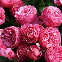 Саджанці троянди флорибунда Помпонелла (Rose Pomponella)
