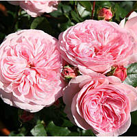 Саджанці троянди флорибунда Марія Терезія (Rose Mariatheresia)