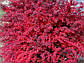 Саджанці барбарису Тунберга Дартс Ред Лэди (Dart Red Ledi), фото 2