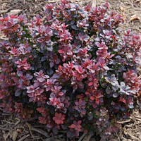 Саженцы Барбариса Тунберга Конкорд (Berberis thunbergii Concorde)