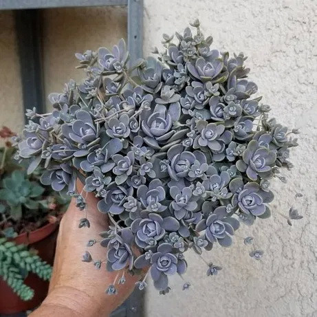 Саженці Горноколосника (Orostachys)