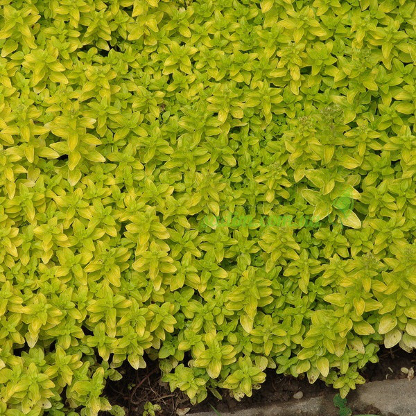 Саджанець Материнки звичайної Ауреа (Origanum vulgare aureum)