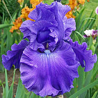 Ірис німецький Блю Крусейдер (Germanica Blue Crusader)