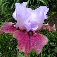 Ірис німецький Електрик (Iris germanica Electric)