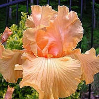 Ірис німецький Октоберфес (Iris germanica Oktoberfest)