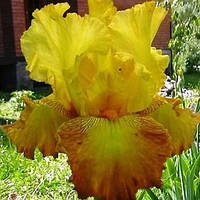 Ирис германский (бородатый) Голд Линдор (Iris germanica Gold Lindor)