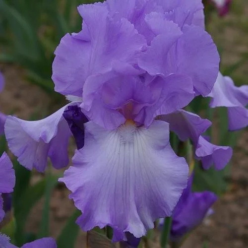 Ірис бородатий Мері Френсіс (Iris germanica Mery Frances)