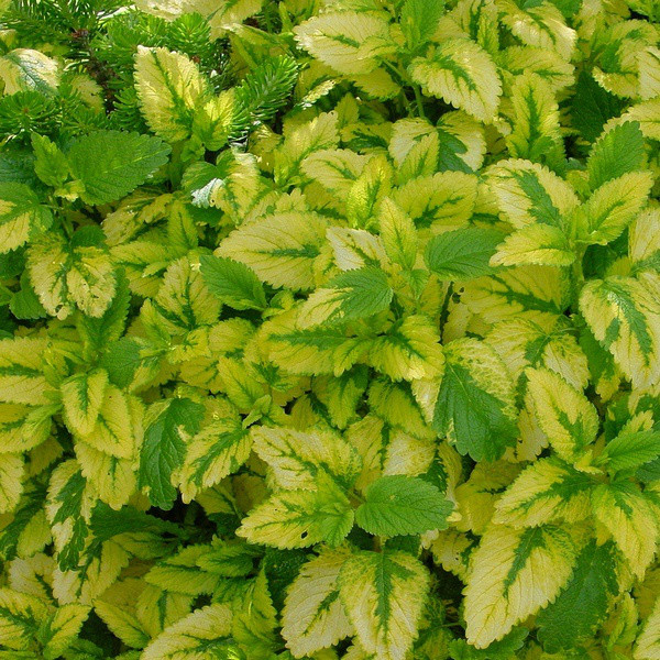 Саджанці Меліси лікарської Золотистої (Melissa officinalis Aurea)
