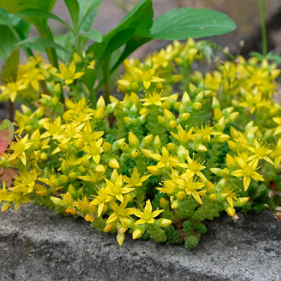 Саджанці Очитку (седум) їдкого Ауреум (sedum acre Aureum) Р9 - фото 1 - id-p1051230986