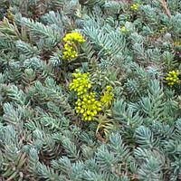 Саджанці Очитку відігнутого блакитного (Sedum reflexum blue)