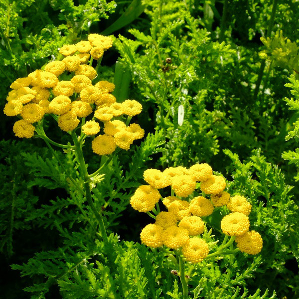 Саджанці Пижми звичайної Кріспа (Tanacetum vulgare Crispa)