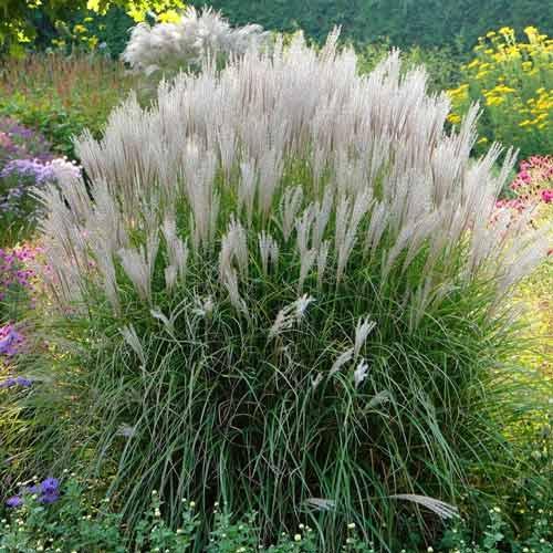 Саджанці Міскантуса китайського Клейн Сильберспайн (Miscanthus sinensis Kleine Silberspinne)