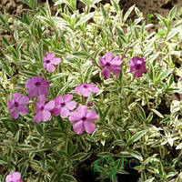 Саджанці Флокса шилоподібного ряболистного (Phlox subilata Variegata)