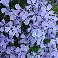 Саджанці Флокса шилоподібного блакитного (Phlox subulata Emerald Cushion Blue)