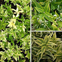 Саджанці Дейції витонченої Варієгата (Deutzia gracilis Variegata)