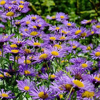 Саджанці Пушняка (Erigeron)