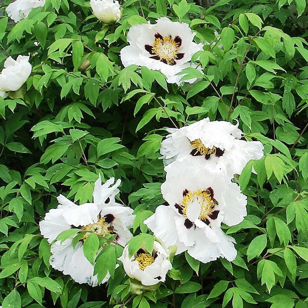 Саджанці Півонії Деревовидної (Paeonia)
