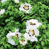 Саджанці Півонії Деревовидної (Paeonia)