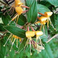 Саджанці Жимолості Загостреної (Lonicera acuminata)