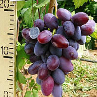 Вегетуючі саджанці столового винограду Отаман - середнього терміну, транспортабельний, морозостійкий