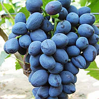 Саджанці столового винограду Забава - раннього терміну, великоплідний, морозостійкий