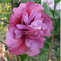 Саджанці Гібіскуса сирійського махрового Фрідом (Hibiscus syriacus Freedom) P9