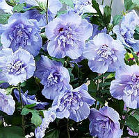 Саджанці Гібіскуса сирійського махрового Блакитний шифон (Hibiscus syriacus Blue Chiffon) 50-60 СМ