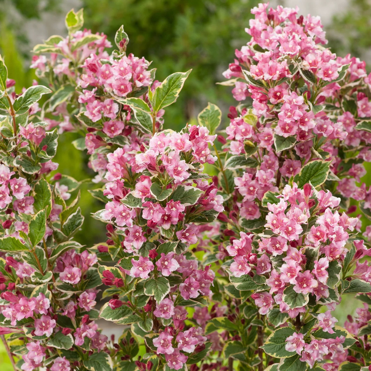 Саджанці Вейгели квітучої Нана Варієгата (Weigela florida Nana Variegatа)