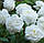 Саджанці англійської троянди Сьюзен Вільямс - Елліс (Rose Susan Williams-Ellis), фото 2