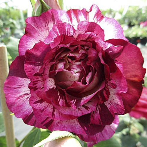 Саджанці кущової троянди Белл де Сегоза (Rose Belle de Segosa)