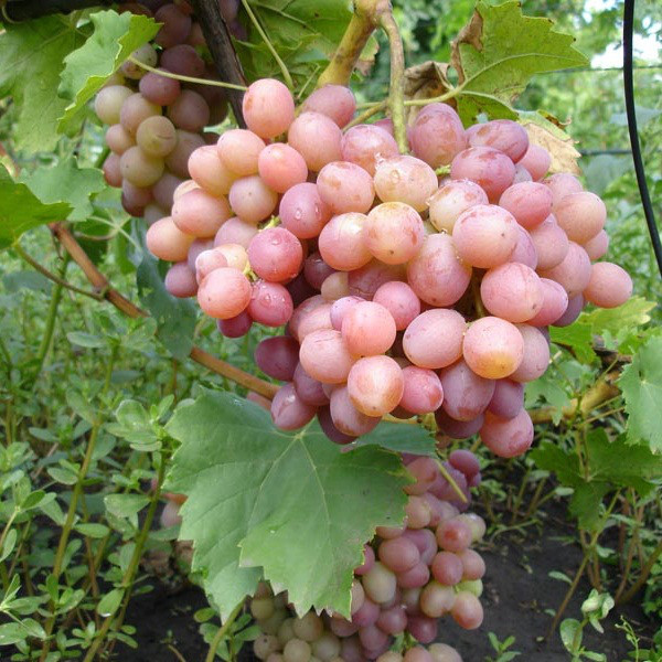 Вегетуючі саджанці столового винограду Лівія - раннього терміну, великоплідний, зимостійкий